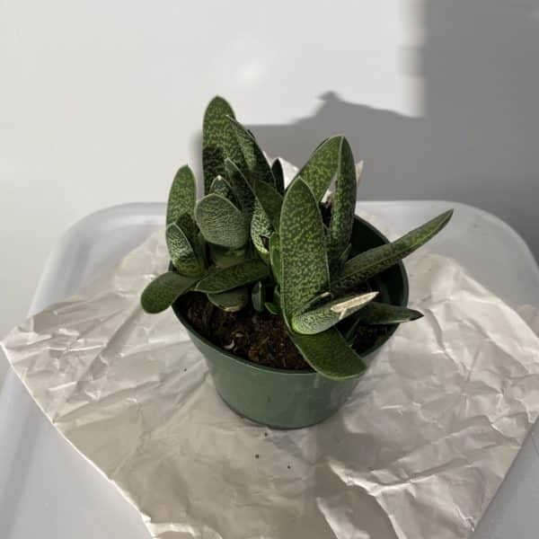 4" Succulent Haworthia - Image 5