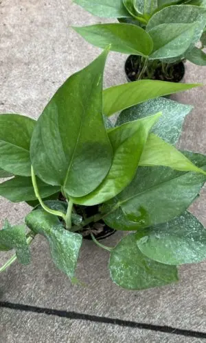 4" Pothos Jade