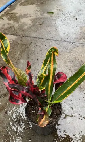 4" Croton Mammy