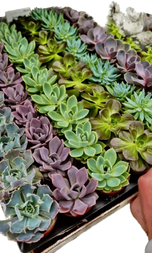2" Succulent Echeveria