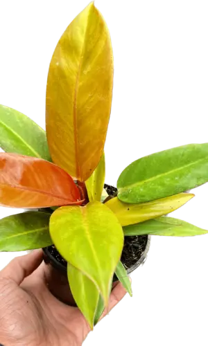 4" Prince of Orange