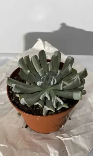 4" Succulent Echeveria Assorted