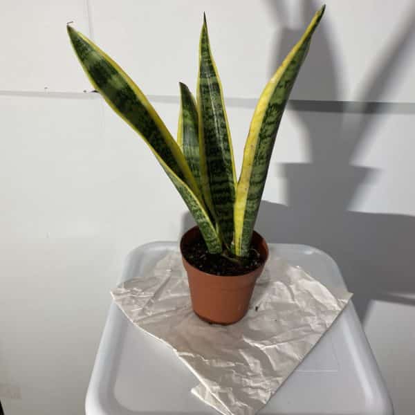 4" Sansevieria Laurentii