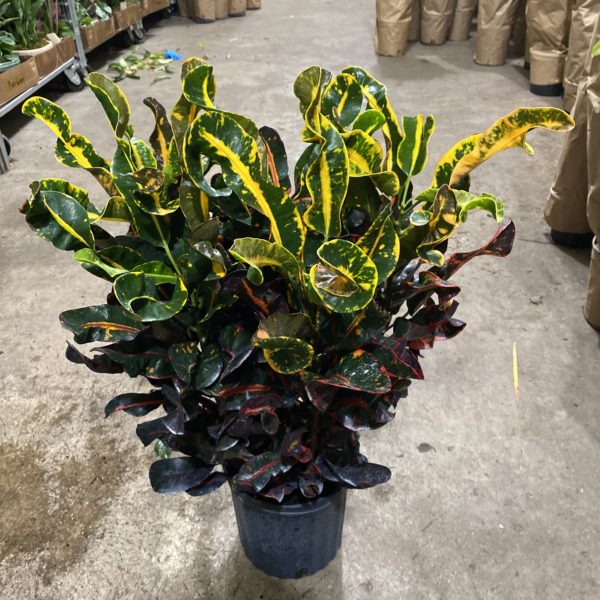 8" Croton Mammy