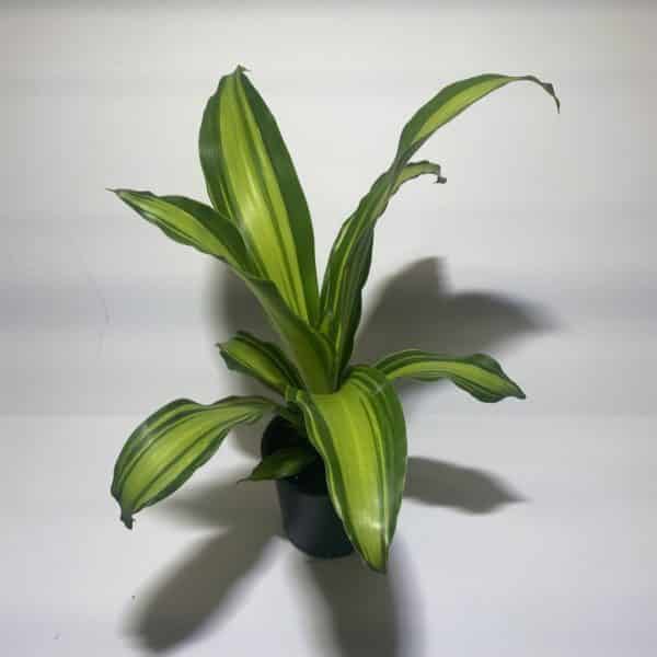 4" Dracaena Marley