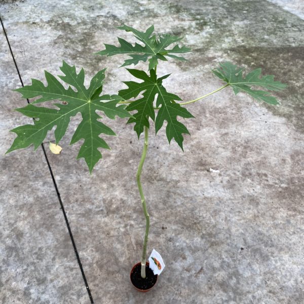 4" Papaya