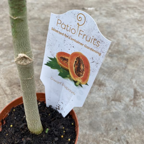 4" Papaya - Image 2