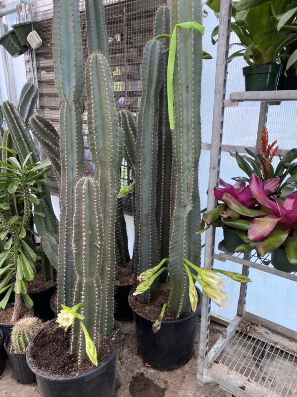 17" Cactus Peru - Image 2