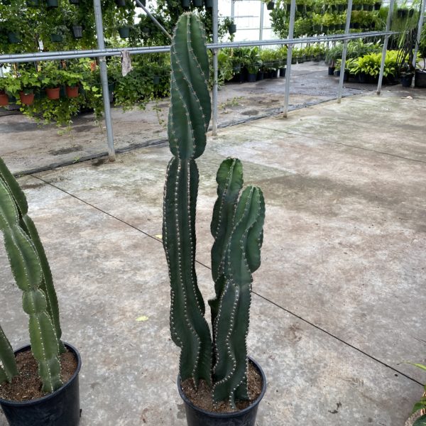 14" Cactus Peru Spiral