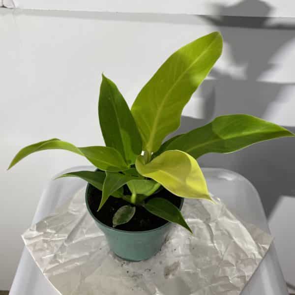 4" Prince of Orange - Image 2