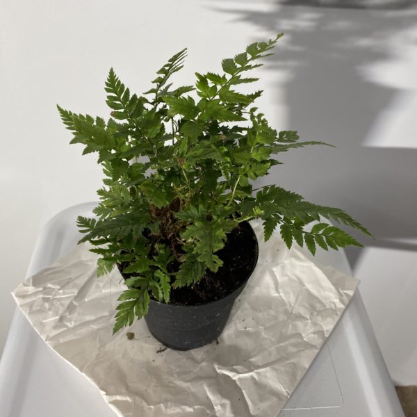 4" Fern Prickly Holly