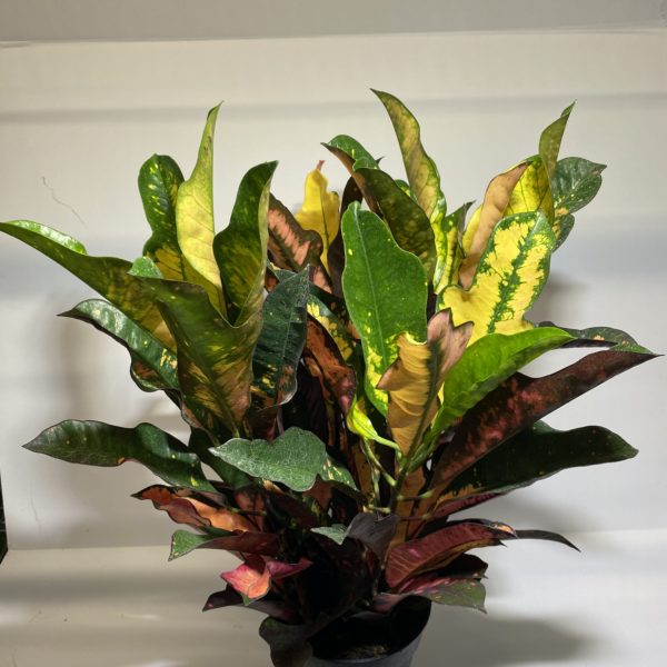 6" Croton Wilma