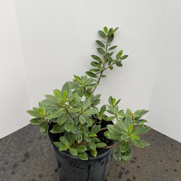 10" Ficus Green Island (Bush)