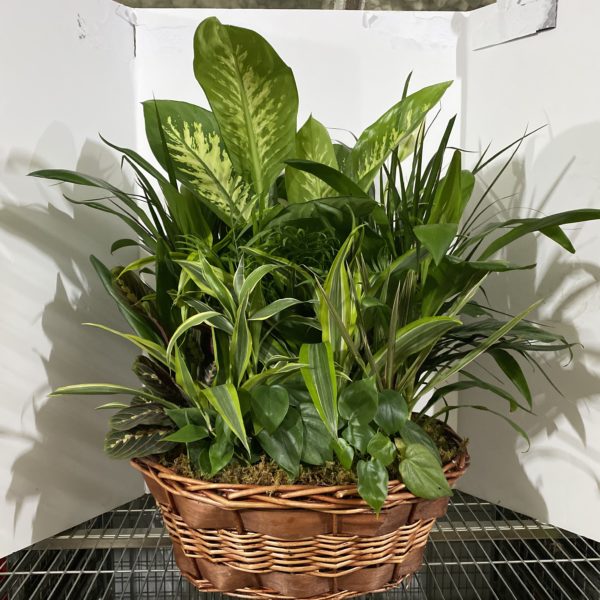 18" Wicker Garden (Laundry Basket)