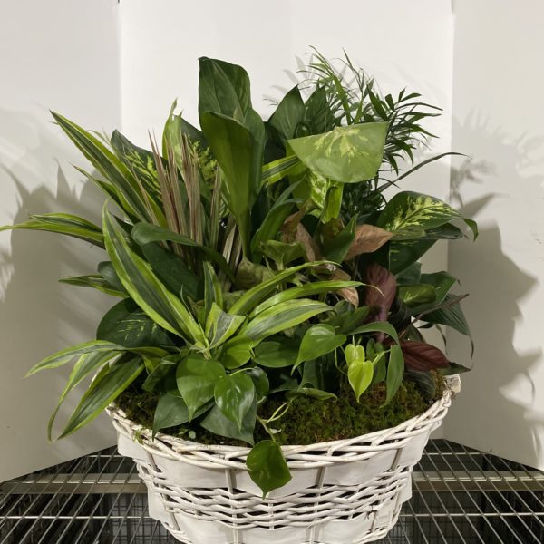 18" Wicker Garden (Laundry Basket) - Image 2
