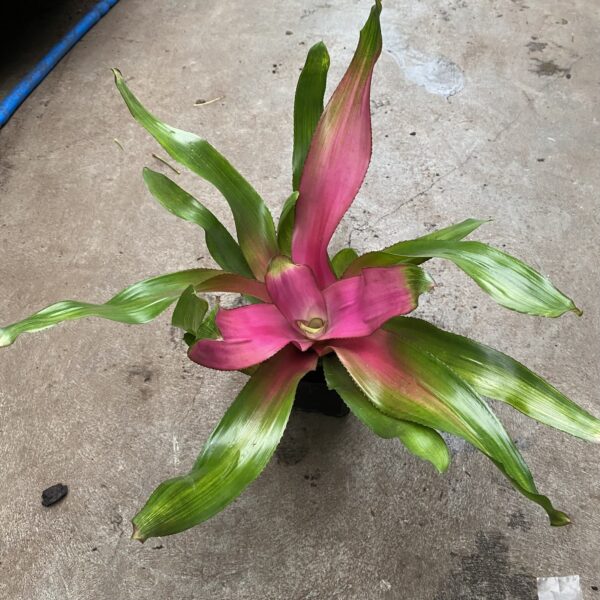 4" Bromeliad Neoregelia