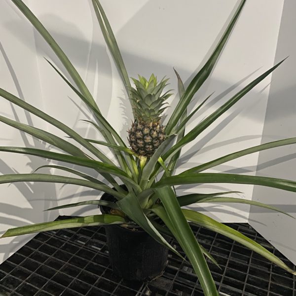 8" Pineapple