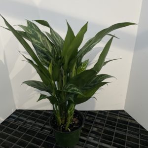 6" Aglaonema Tigress