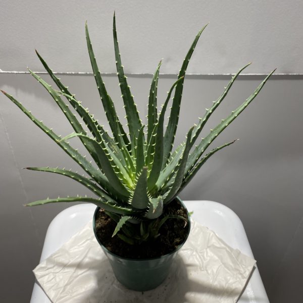4" Aloe Vera Hedgehog