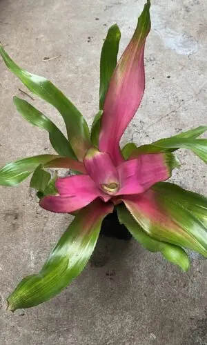 4" Bromeliad Neoregelia