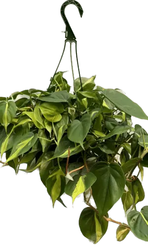 8" Philodendron Brazilian Hanger