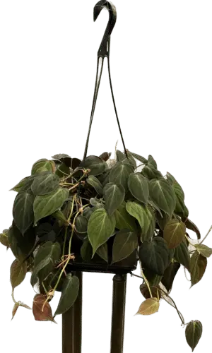 8" Philodendron Mican Hanger