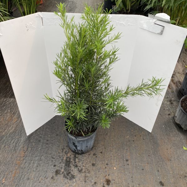 10" Podocarpus Bush