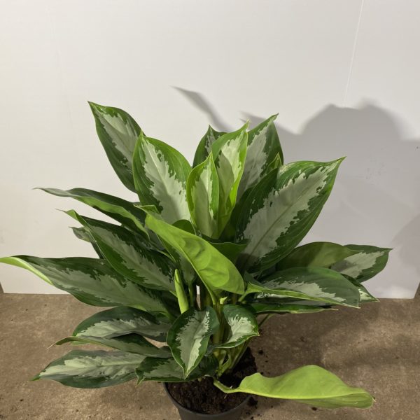 8" Aglaonema Silver Moon