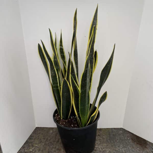 10" Sansevieria Black Gold