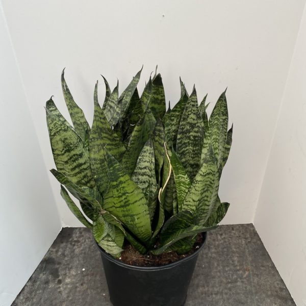 10" Sansevieria Hahnii