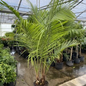 14" Palm Majesty