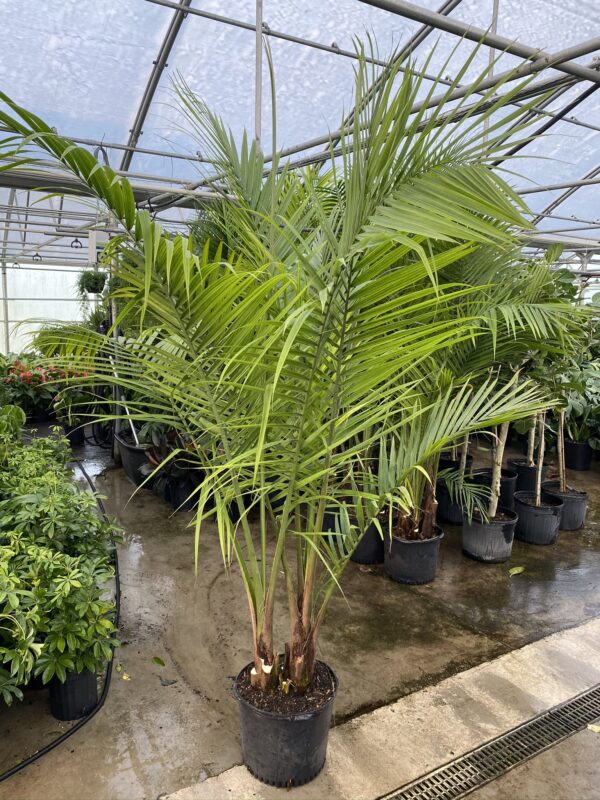 14" Palm Majesty
