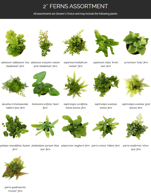 2" Fern - Image 2
