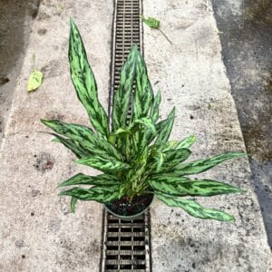6" Aglaonema Juliette