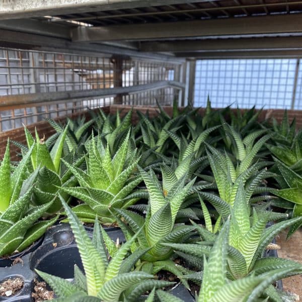 3" Haworthia Succulent