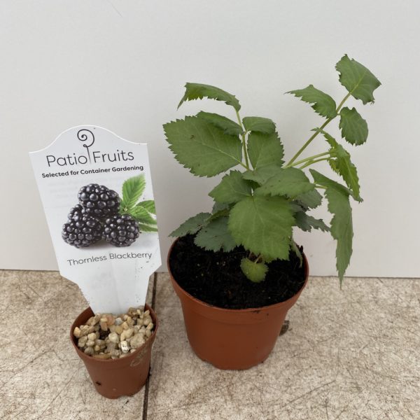 4" Fruit Patio Fruit - Image 5