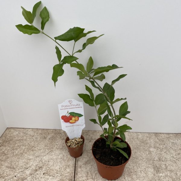 4" Fruit Patio Fruit - Image 3