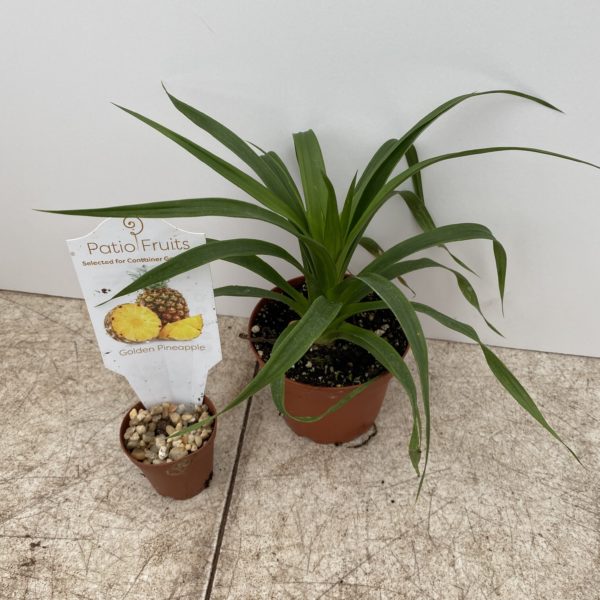 4" Fruit Patio Fruit