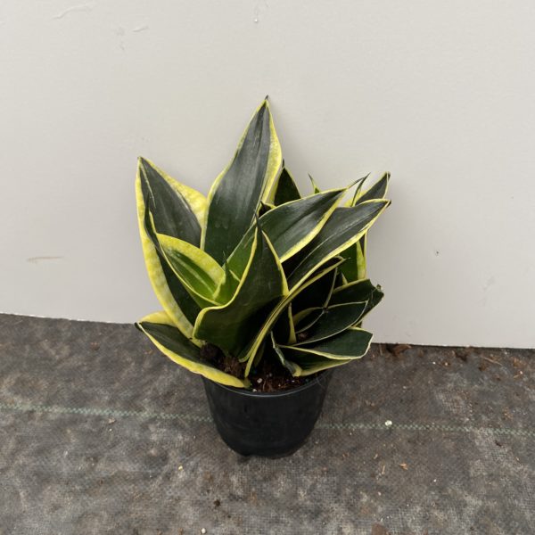 5" Sansevieria Hahnii
