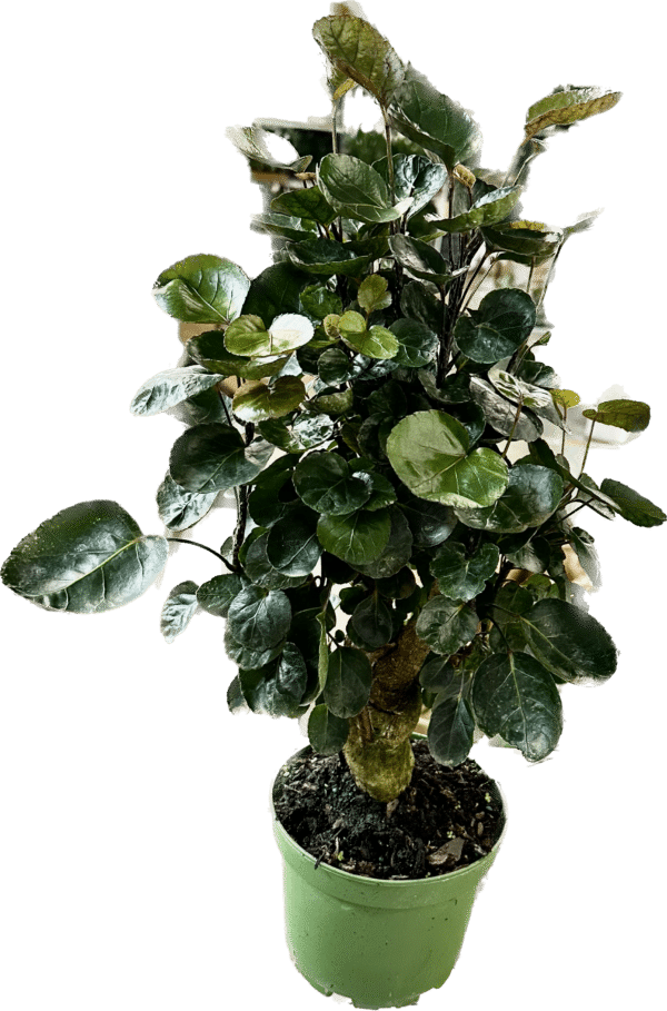 6" Aralia Fabian Stump