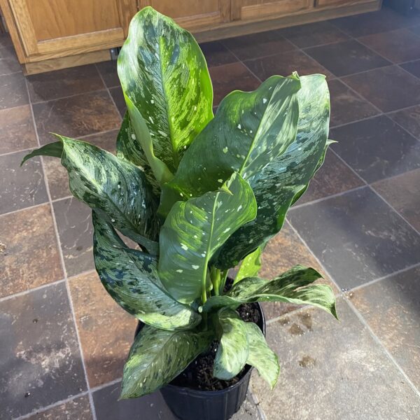 8" Dieffenbachia Tiki