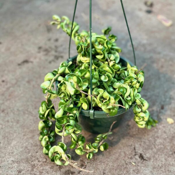 8" HB Hoya Hindu Rope