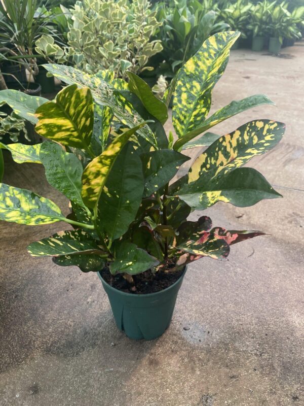 6" Croton Magnificent