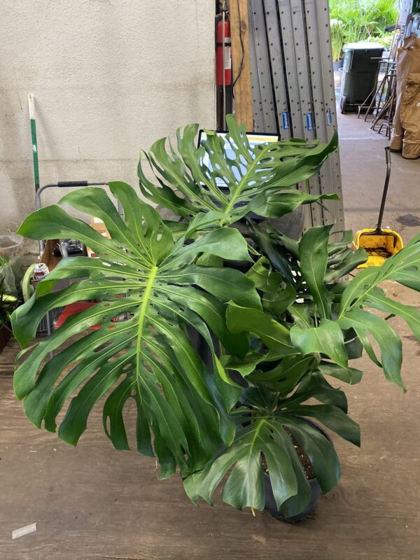 12" Split Leaf