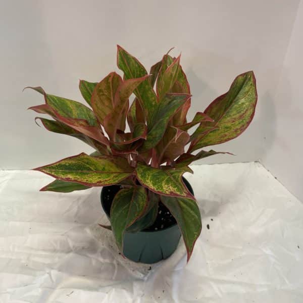 6" Aglaonema Pink Hybrid
