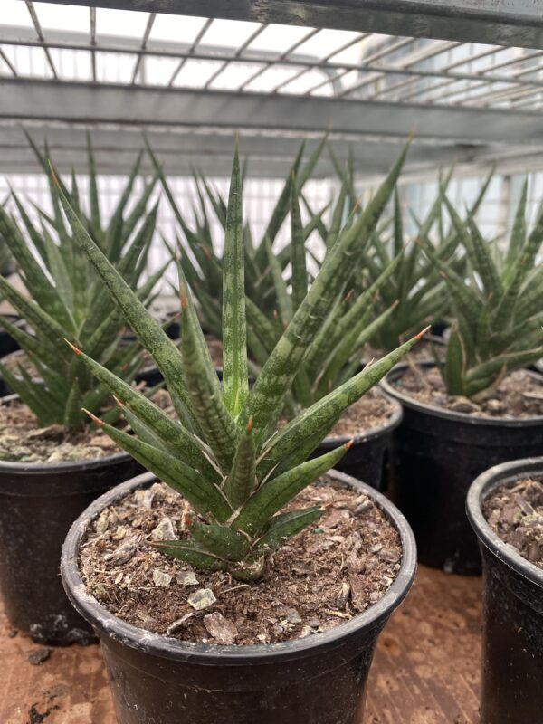 4" Sansevieria Francisii