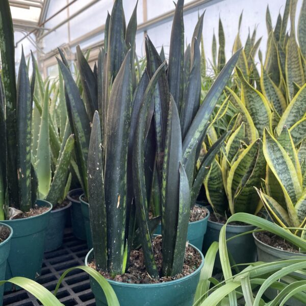6" Sansevieria Black Coral