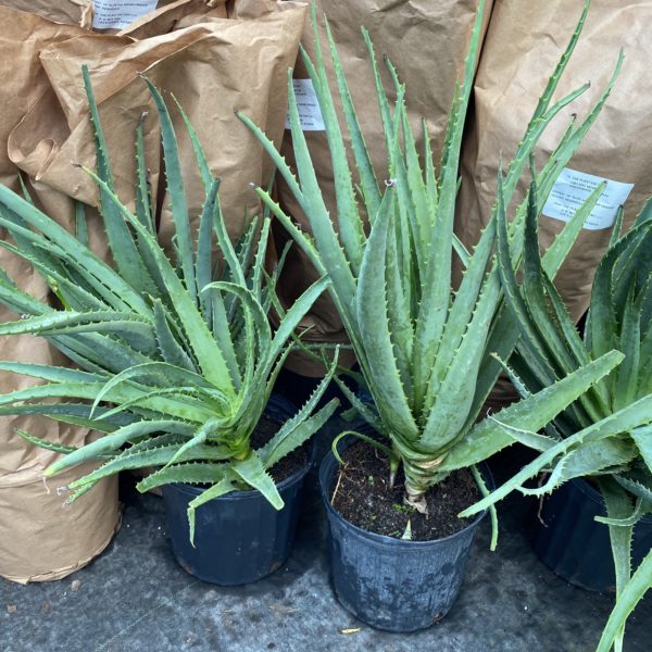 10" Aloe Vera