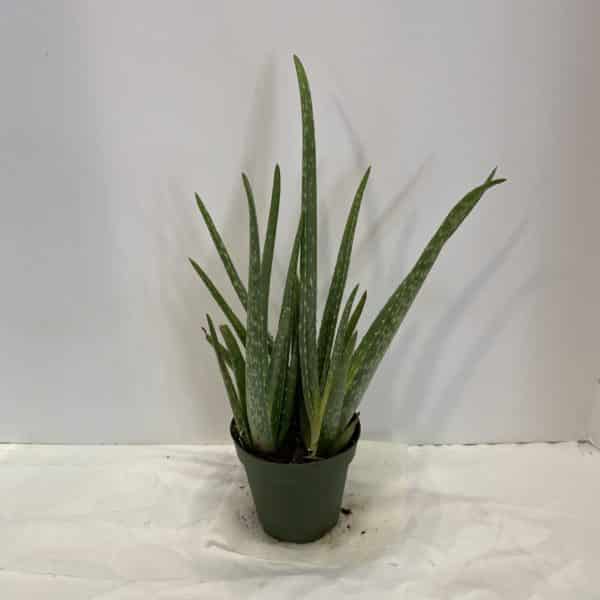 4" Aloe Vera