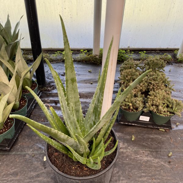 10" Aloe Vera - Image 2